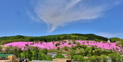 芝桜満開！花と香りの里　北海道滝上町を深堀り　定番から穴場まで