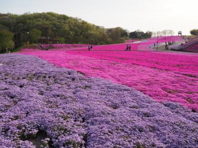 市貝町芝ざくら公園の芝ざくらが見頃になったというので見に行ってきました