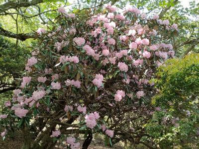 伊豆・石楠花の天城山とまぼろし博覧会