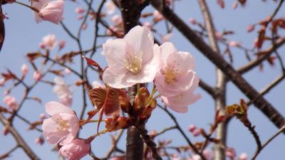 20年振り位に小樽運河を見に行きました!