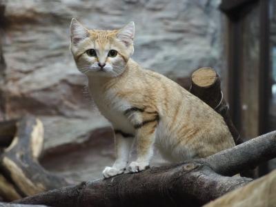 スナネコやマヌルネコ、猫のショー［ザ・キャッツ」など見たくて那須どうぶつ王国へ[１]ネコ科だらけ編