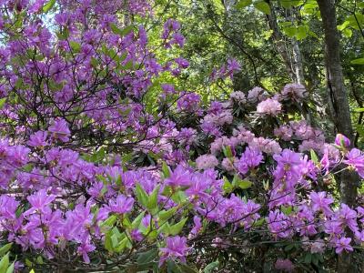 トウゴクミツバツツジ、シロヤシオ、シャクナゲの咲く奥日光ハイキング　Weekend Hiking: OkuNikko