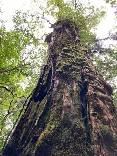 還暦誕生日の屋久杉トレッキングと鹿児島旅行　①屋久島編