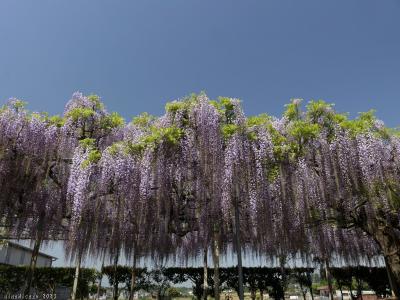 「八幡大神社」の春の花_2023_ボタンは見頃過ぎ、ツツジは咲き始め、藤が綺麗に咲いていました（深谷市）