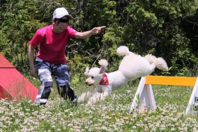 福島・栃木レッサーパンダ遠征2022（５）東北サファリパーク：ドッグランと新しいドッグサーカスも含め５つのショーを見学～世界のクマコーナー