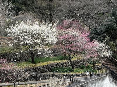 熱海で梅見と花見と雪見と