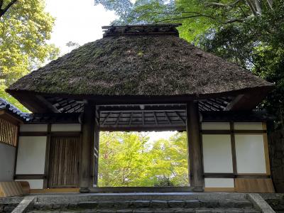 鹿ケ谷は今でも鹿が元気らしい