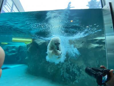 フェスついでに親孝行北海道旅　★旭山動物園★