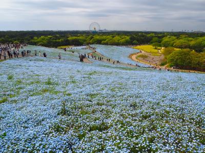 ネモフィラを見に「ひたち海浜公園」へ、園内のチューリップも綺麗に咲いてました