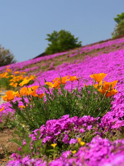 「八王子山公園」の春の花_2023_芝桜は減り、ネモフィラとポピーは僅少、ヒメキンギョソウ等が増加（太田市）