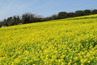 にっぽん丸「春の船旅」～宮崎・音戸の瀬戸・徳島～#5 音戸の瀬戸、淡路花さじき観光、帰港編