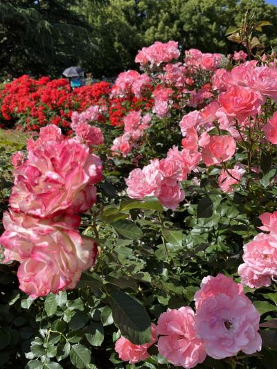 京都府立植物園の薔薇が満開