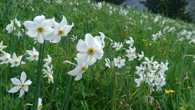 100ユーロでスイス行ったら待っていたのは拷問やった～伝説の花ナルシスどこや～11,818歩