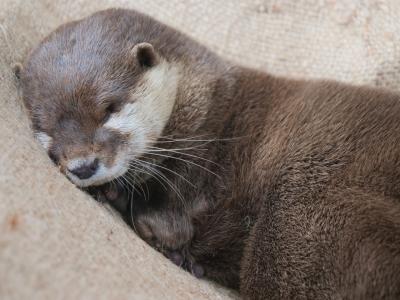 【新緑の伊豆旅'23】雨の日でも楽しめる！下田海中水族館＊伊豆オレンヂセンター