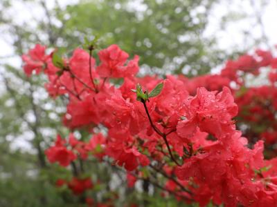 この時期だから山へ行ってみよう 満開のツツジ♪