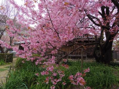 JR四国BDきっぷで回る愛媛香川徳島⑤(完)　徳島散策と蜂須賀桜