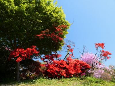 「つつじが岡第二公園」のツツジ_2023_4月10日には、既に咲き進んで、見頃になっていました（館林市）
