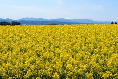 ようやく到達！　菜の花前線　in　北海道滝川市江部乙町