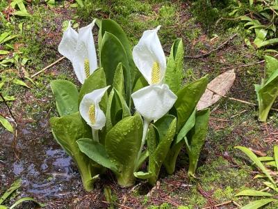 奥飛騨温泉　/ 槍の郷　旅行記、ニリンソウ　水芭蕉(乗鞍高原）花紀行も！