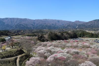 鈴鹿山脈の麓に広がる梅林～いなべ市農業公園梅林公園2023