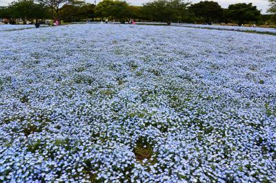 何となく 福岡へ・・ホテルでのんびりするつもりが  海の中道公園やら 出かけてしまった