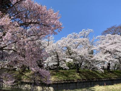 龍岡城跡で満開の桜を鑑賞