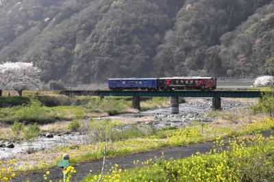 桜と菜の花の風景を走る若桜鉄道2021～八頭町の里山風景と徳丸どんど～（鳥取）