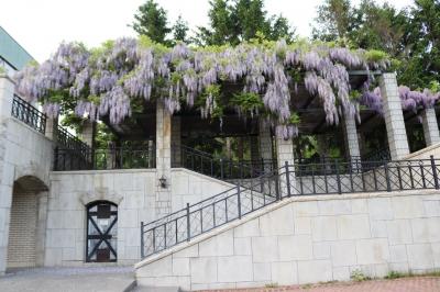 前田森林公園の藤を見た