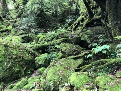 屋久島　2日目　白谷雲水峡から太鼓岩