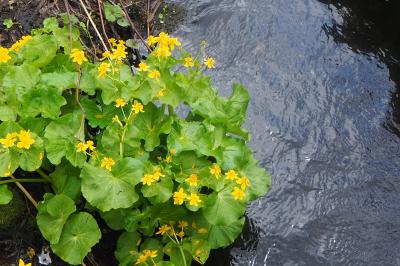 日本で一番遅い春、天空の花園へ行ってきた！　in　北海道旭岳