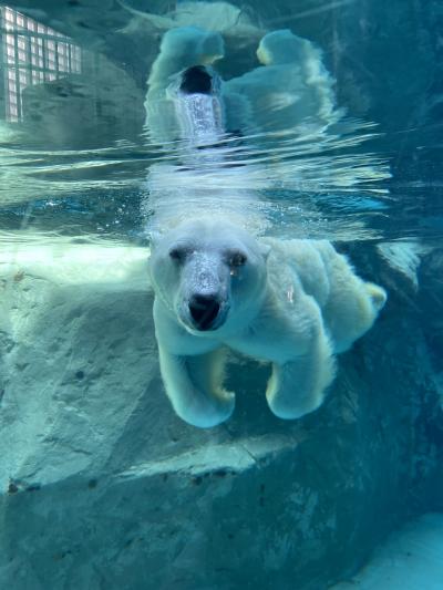 札幌と旭山動物園2泊3日