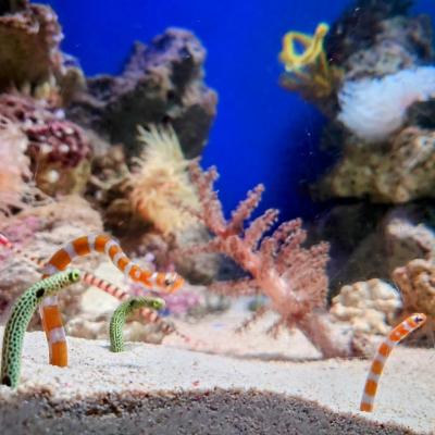 久しぶりの江ノ島水族館