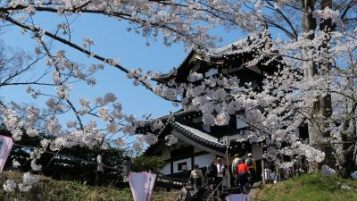 桜満開の越後高田城