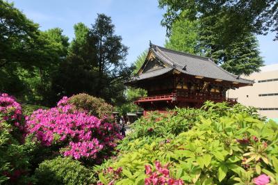 根津神社　もみじ終盤期/４月2023