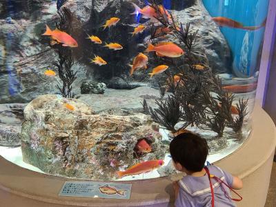 2023年5月 しながわ水族館へ2歳児と行ってきた