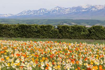 春風そよぐパッチワークの丘と雪解けの花畑　美瑛・中富良野