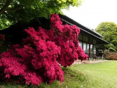 「つつじが岡第二公園」のツツジ_2023(2)_4月18日は満開、最盛期でした（群馬県・館林市）