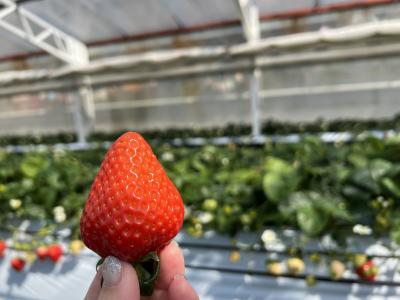 2023年2月 猪名川町でイチゴ狩り
