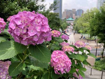 上野公園の紫陽花