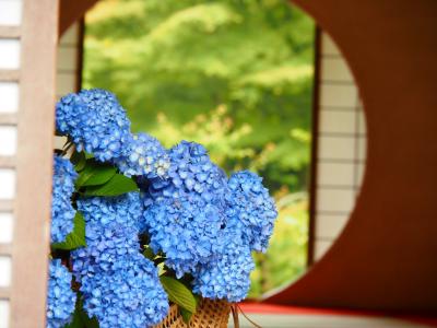 鎌倉 明月院のあじさいと花菖蒲  2023.5.31 