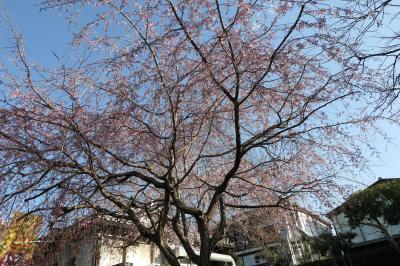 春のいざいざ奈良旅♪　Vol.240　奈良市：優雅な散歩「奈良公園」♪