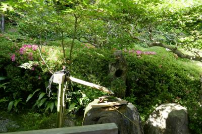 サツキの大池寺と宇治散策