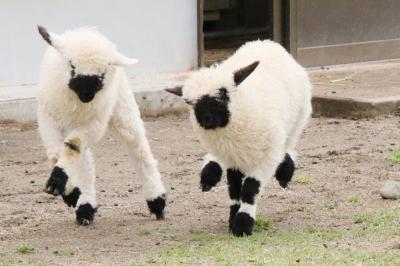 福島・栃木レッサーパンダ遠征2023（４）動物園いろいろ～東北サファリパーク＆那須どうぶつ王国～日曜午後から雨がやんだおかげで王国ファームも