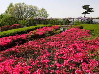 「織姫山公園」のツツジ_2023_4月13日には、３割くらい咲いていました（栃木県・足利市）