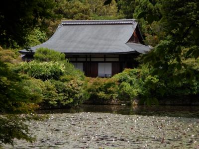 Ｅ　ＪＵＮ　２０２３　　「ＫＹＯＴＯ・・・・・⑦龍安寺」