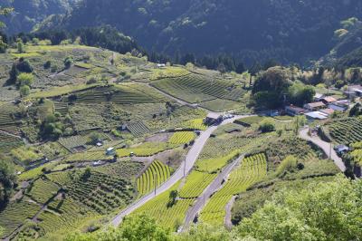 谷汲山華厳寺と岐阜のマチュピチュ天空の茶畑