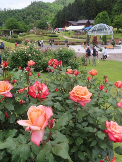 晴れおじさん「バラ公園でヨーデル」を聴く