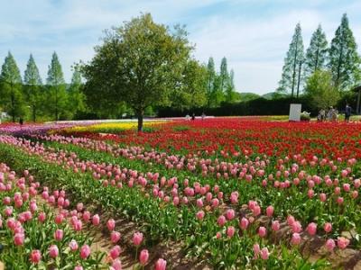 中国地方＆四国の旅～６日目　花・花・花　世羅の花