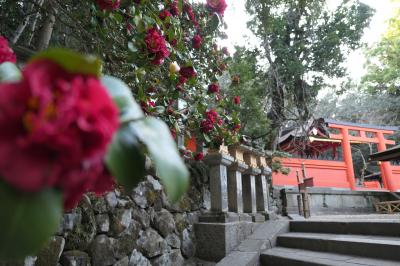 春のいざいざ奈良旅♪　Vol.264　奈良の美しい朝散歩：春日大社♪