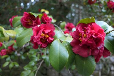 春のいざいざ奈良旅♪　Vol.265　奈良の美しい朝散歩：春日大社♪